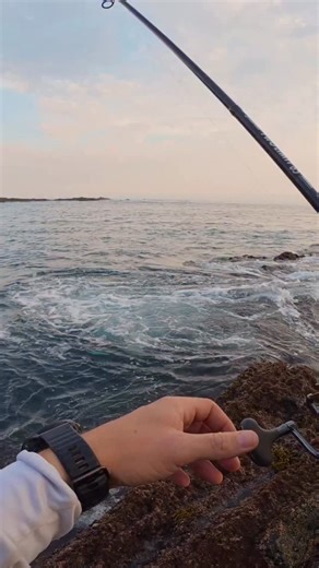 Seguramente el último de la temporada. #fishing #pesca #asturias #fishingvideos #denton #dentex | Gala Fishing