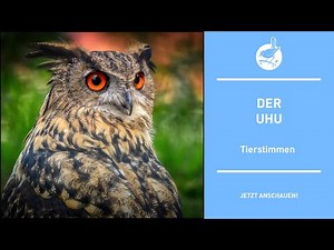 Vogelstimmen: Der Uhu - Eagle owl - Bubo bubo (4k)