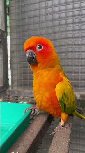 Meet the beautiful Sun Conure / check The Discription for more info #sunconure