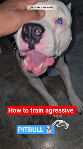 How to train agressive Pitbull Dog 🐕 #shorts #trending #dogtraining #dogshorts #pitbull #pitbulldog