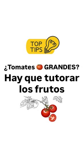 La Tomatera Huerta on Instagram: "Para evitar problemas en tomates de porte, recomendamos tutorar los racimos de frutos✅. #tomatoesheirloom #latomaterahuerta #gourmet"