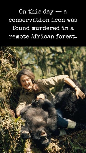True Crime Story Magazine on Instagram: "This Day in True Crime — December 27, 1985 Primatologist Dian Fossey Found Murdered in Rwanda On December 27, 1985, renowned primatologist Dian Fossey, best known for her groundbreaking work studying mountain gorillas in Rwanda, was found brutally murdered in her research camp at Karisoke in the Virunga Mountains — a shocking crime that remains officially unsolved. Fossey had devoted nearly two decades to the study and protection of mountain gorillas, ear