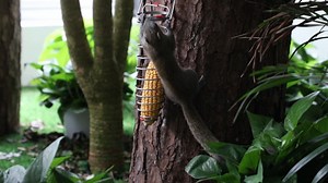 Watch squirrel corn cob feeder on Amazon Live