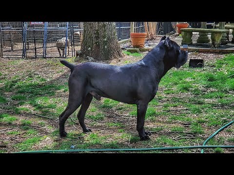 Our farm was attacked last night *warning graphic*