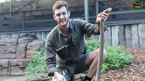 51K views · 1K reactions | Keeper Jake tells you everything you need to know about the inland taipan! The WORLD’S MOST VENOMOUS SNAKE!  | Australian Reptile Park | Facebook