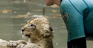 Smithsonian's National Zoo's 8-week-old Lion Cubs Take Swim Test