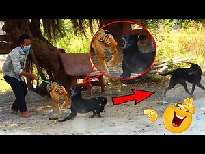Best Dog Prank _ Fake Tiger Vs Sleeping Dog Super Funny _ Must Watch Funny Video Try Not To Laugh