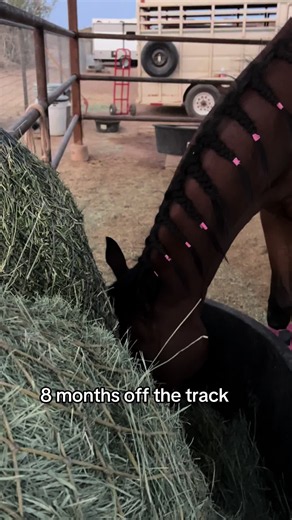 OTTB Comeback: 8 Months Off the Track — What to Expect
