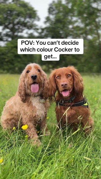 Exploring the Beautiful Colors of Cocker Spaniels