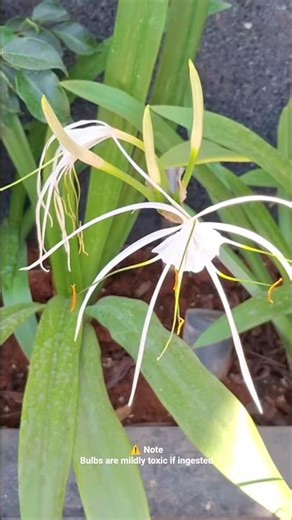 🌼 White Spider Lily (Hymenocallis) #tamilsong #love #song #lovesong #lyrics