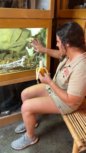 I am just glad to be here😅 This iguana just totally used like a ladder to get to the banana🙌 I like to think that some of my animals like me but its moments like these that remind me that I am just a random object too them😂 | The Reptile Zoo