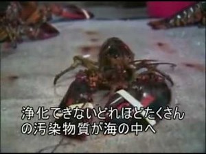 映画 Earthlings [アースリングス] 日本語字幕 ７/１３ 食べ物 シーフード