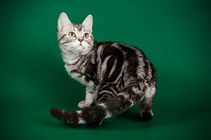 10 Interesting Facts About American Shorthair Cats