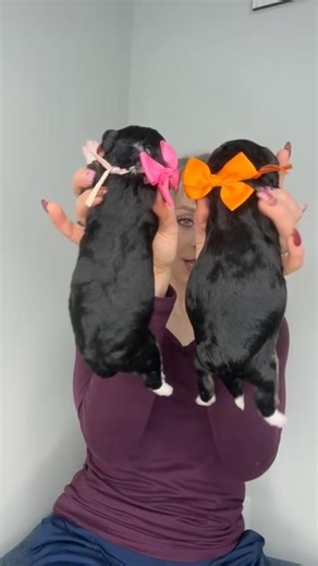 Melissa Talbot on Instagram: "Peppers mini Bernedoodles are named after breakfast foods 🍳🥓 They are beautiful! I’m exited to watch them grow💗 25-35 lbs full grown #bernedoodle #minibernedoodles #doodle #newborn #oneweekold #bacon #breakfast"