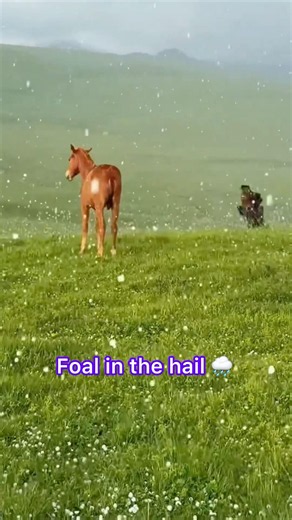 A little foal in the Montana summer hail 🌧️🐴 #Montana #ranchlife #shorts