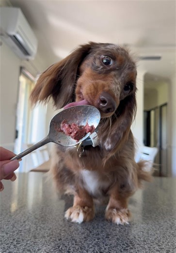 Easy Homemade Dog Treats with Raw Cow Hooves