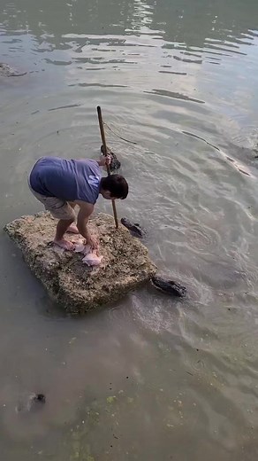 5.5M views · 35K reactions | Feeding Alligators on an Island! #alligators #Gators | Wild Charles | Facebook