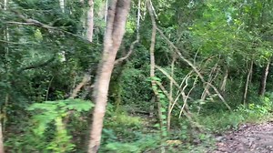 Download Green bushes used to decorate the garden,background for free