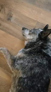 Ava doesn't like being bothered when taking a nap.....and I'm always being asked, "Does your dog bite?" The answer is YES.....👌 | Anthony Foutch