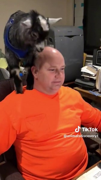 Top 3 Cutest Mini Pets for Your Home