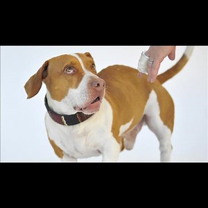 Beagle-boxer-basset wins World's Ugliest Dog