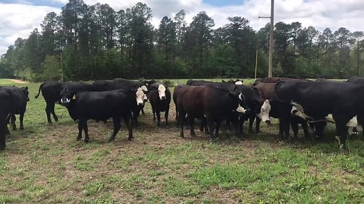These 25 Black Baldy heifers are 7/2 to 8 months bred to Angus & Brangus bulls. They will be selling in Bay Springs, MS at our Spring Turnout Stock Sale on April 27 beginning at 12pm. More videos and photos of same cattle in comments. | Tadlock Stockyard