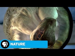 NATURE: RAISING THE DINOSAUR GIANT | David Attenborough & Dinosaur Eggs | PBS