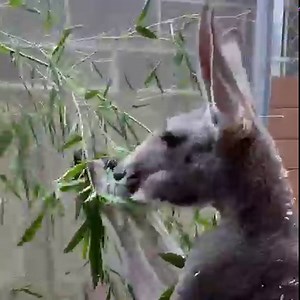 63K views · 5.4K reactions | Kangaroo snack time! Kangaroos belong to the animal family Macropus, literally meaning "big foot." Thanks to their large feet, kangaroos can leap some 30 feet in a single bound, and travel more than 30 miles per hour. We have a new kangaroo behind-the-scenes tour. Check it out here - https://cincinnatizoo.org/plan-your-visit/behind-the-scenes-experience/ | Cincinnati Zoo & Botanical Garden | Facebook