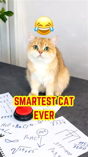 This Cat Made This Lady Bald! 🐱🧑‍🦲 #shorts