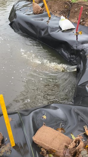 Leinin newydd ar y pwll 18 yn dal yn dda. The new liner on the 18th pond is holding up well | Caernarfon Golf Club