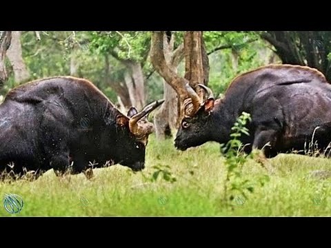 GAUR ─ Tiger Killer on Steroids