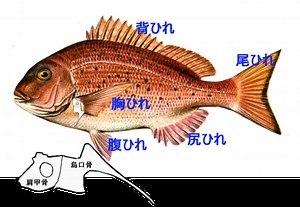 進化機能解剖学７　股関節の進化論 - Jun Matsumoto Official Page