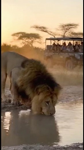 “Lion vs Alligator – The Wildest River Battle Ever Caught on Camera”