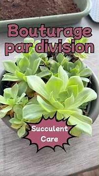 How to Propagate a Succulent: Cuttings by Division (Echeveria elegans) #succulentpropagation