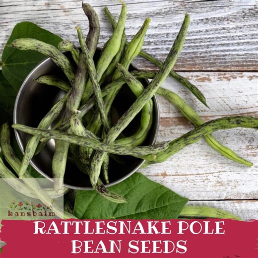 50 Rattlesnake Pole Bean Seeds, Stringless Purple Splotched Heirloom, Phaseolus Vulgaris - Etsy