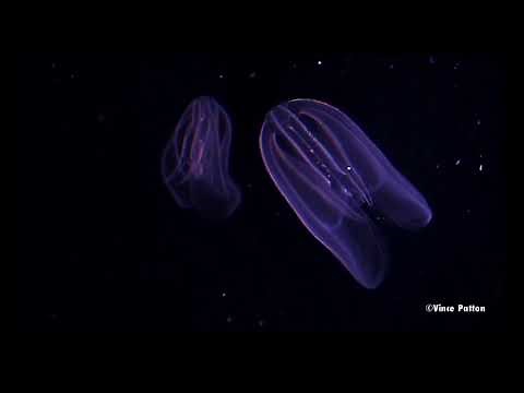 Bioluminescence in Jellyfish