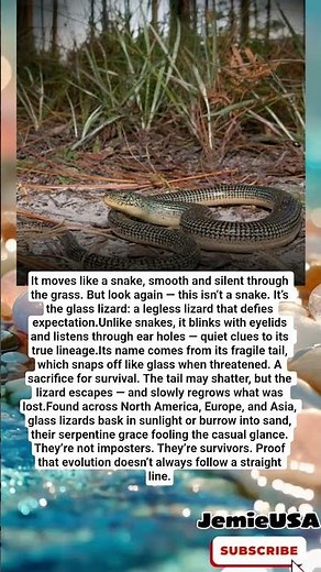 Evolution’s Curveball: The Legless Lizard That Outsmarts Snakes