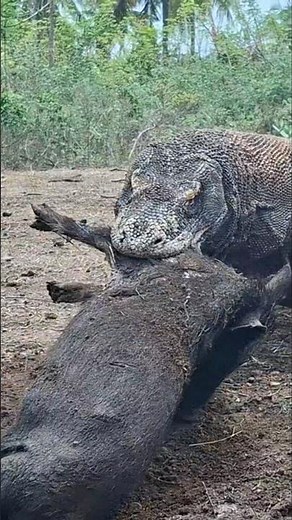 what do komodo dragons eat??