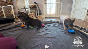 I’ve been working on communication buttons “push a button” with the pigs. Peppermint(front right) is over it. She mastered button pushing a week ago. No patience for the rest of her siblings. It’s hilarious! | Charming Mini Pigs