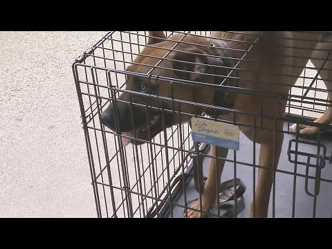 Why Are Dogs Being Abandoned?
