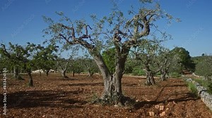 Ancient olive trees in a sunlit puglia olive grove in italy with clear blue skies, dry soil, and green foliage.