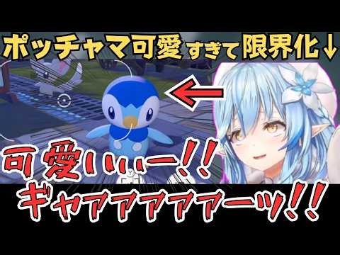 Lamy was hilarious as she worked Piplup hard while agonizing over its cuteness lol [Yukihana Lamy...