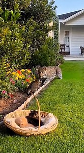 15K views · 85 reactions | A cat saves her kittens from a jaguar attack #jaguarattack #kittenrescue #animalrescue #wildlife | Lifeline Souls | Facebook