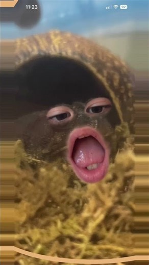 Toad sounds #shorts #animals 🐸