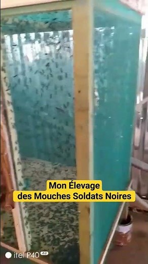 Voici Mon Élevage des Mouches Soldats Noires #asticots