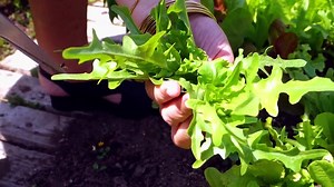 25K views · 1.3K reactions | My salad greens are fresh from the garden and at their peak! To learn how to make the perfect, simple salad, join me on Youtube - https://youtu.be/YyZsEsuZZYI | Lidia Bastianich | Facebook