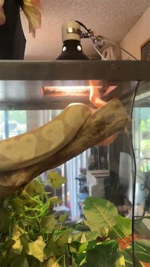 Glorfindel the #super #bananaballpython Loves Climbing his Branches! #snake #ballpython #lotr