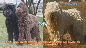 Barbet vs. Komondor: A Guide to Long-Haired Dog Breeds