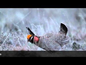 Lesser Prairie Chicken