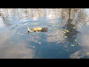 Snapping Turtle Mating Ritual!!!! UP CLOSE !!!!!